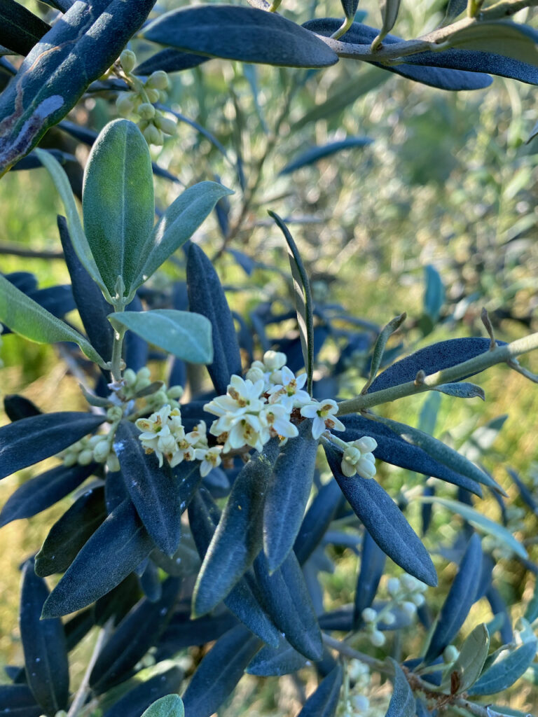 fiori olivo